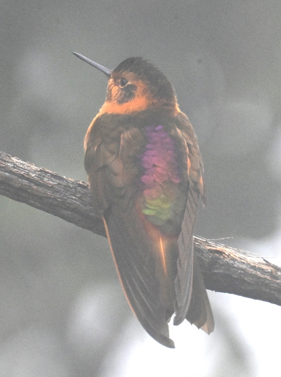 DSC_2749b.jpg