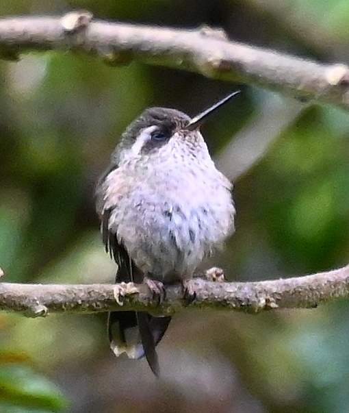 DSC_2839b.jpg