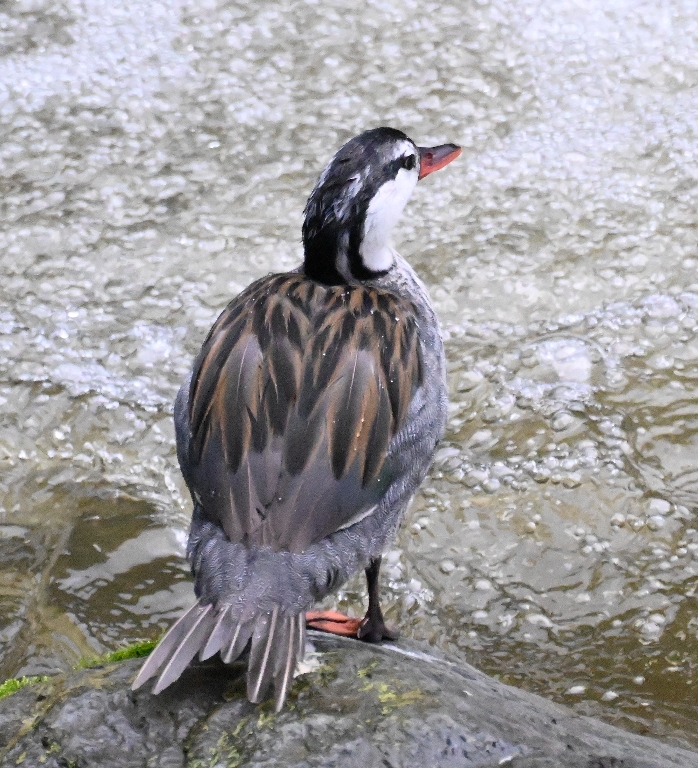 DSC_2866b.jpg
