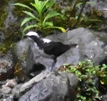 We also saw another White-capped Dipper in the same area.
