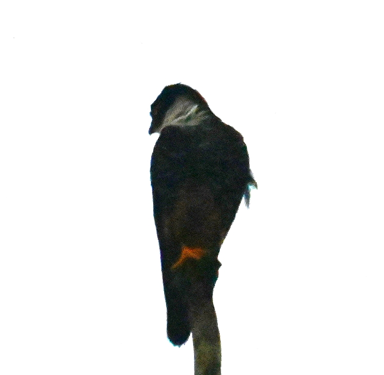 DSC_2923b.jpg