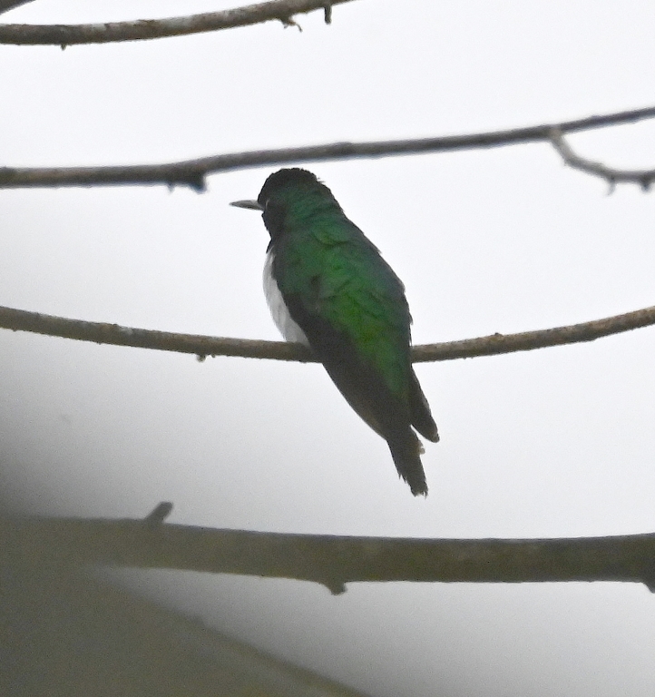DSC_3031b.jpg