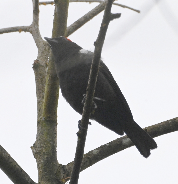 DSC_3195b.jpg