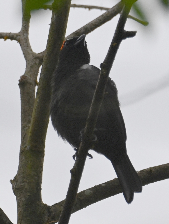DSC_3203b.jpg