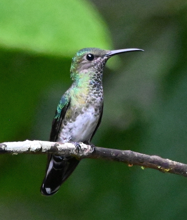 DSC_3353b.jpg