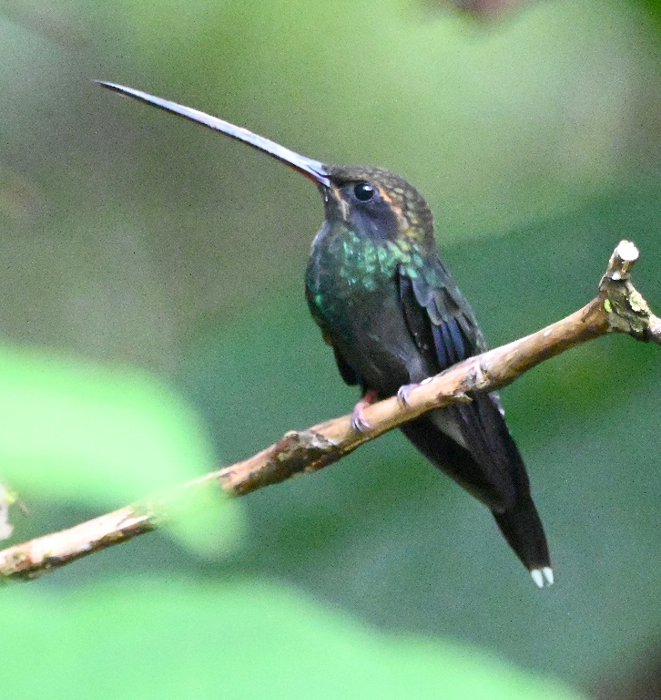 DSC_3382b.jpg