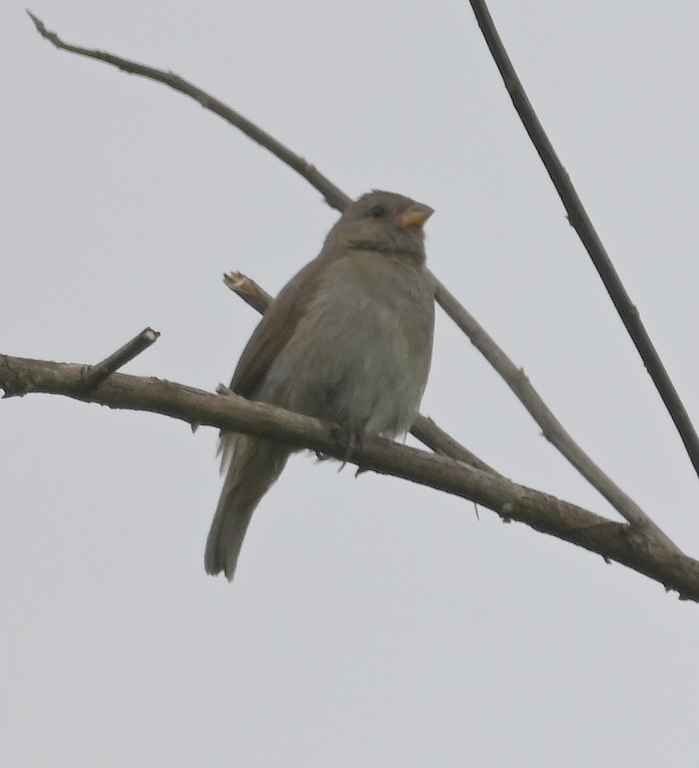 DSC_3421b.jpg