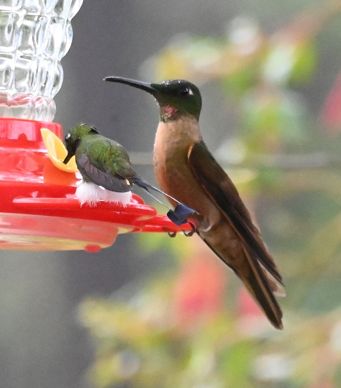 DSC_3761b.jpg