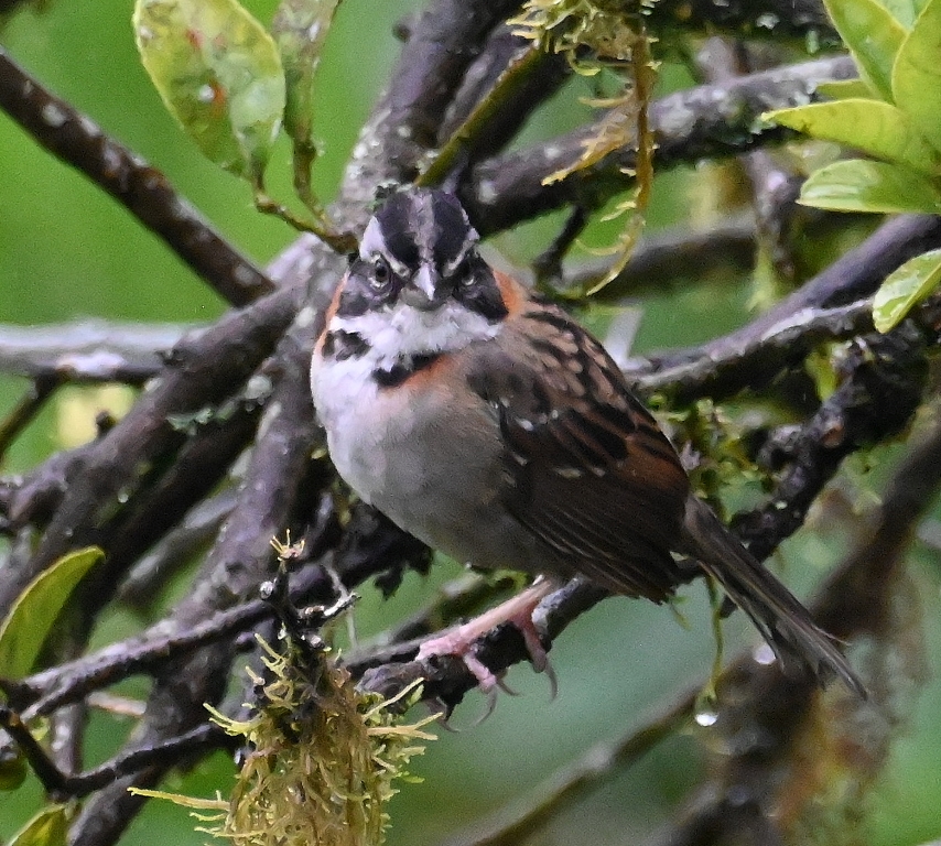 DSC_3819b.jpg