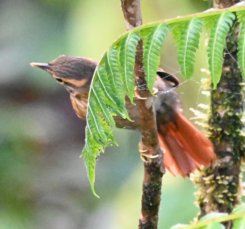 DSC_3856b.jpg