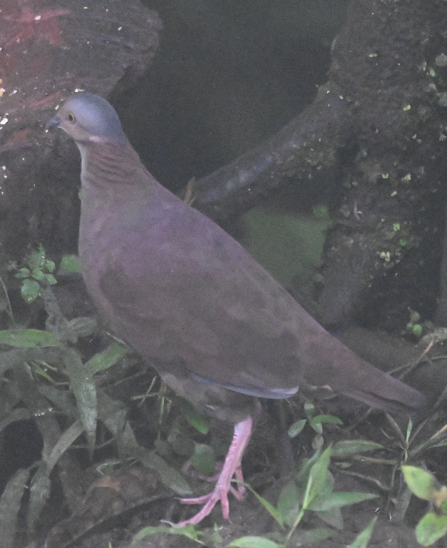 DSC_4027b.jpg