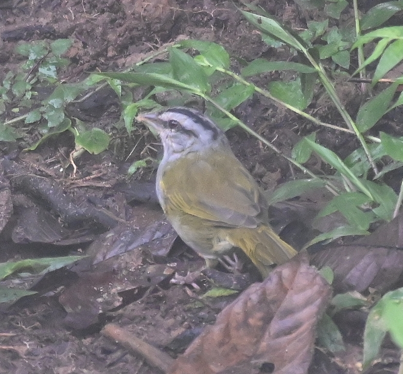 DSC_4191b.jpg