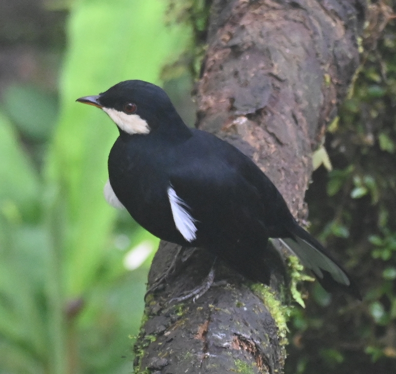 DSC_4199b.jpg