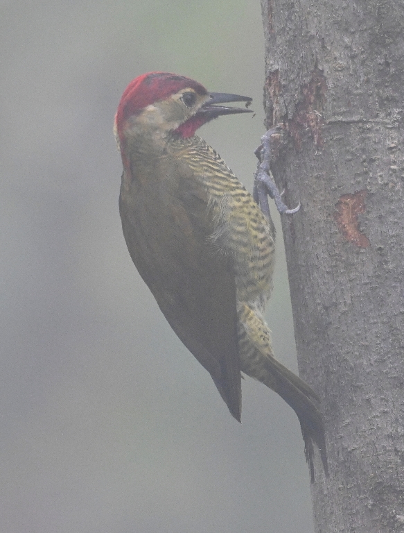 DSC_4239b.jpg