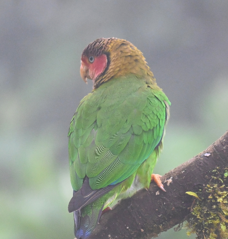 DSC_4245b.jpg