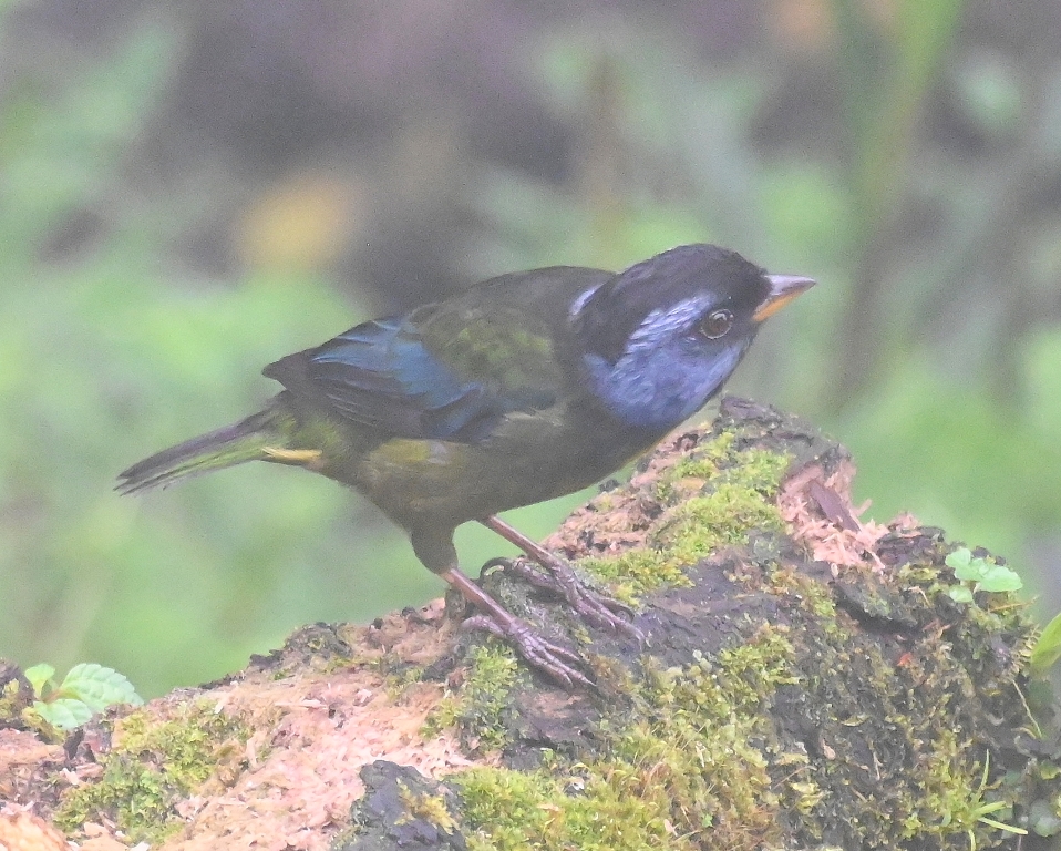 DSC_4258b.jpg