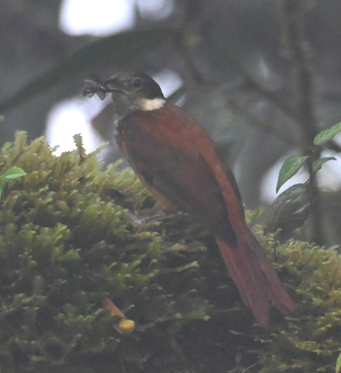 DSC_4265b.jpg