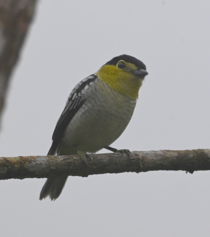 DSC_4288b.jpg