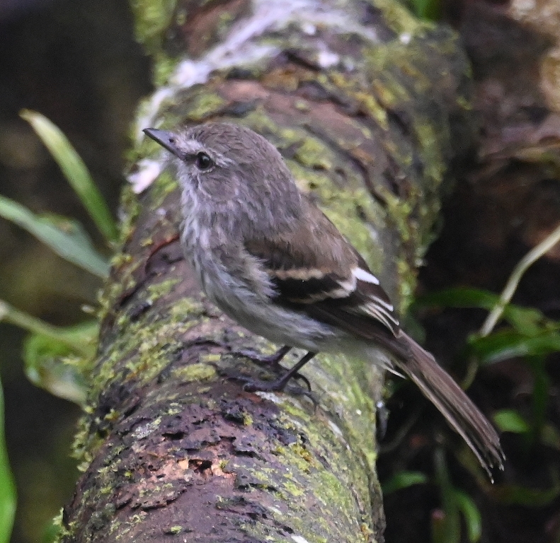 DSC_4296b.jpg