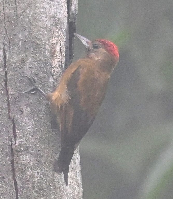 DSC_4377b.jpg