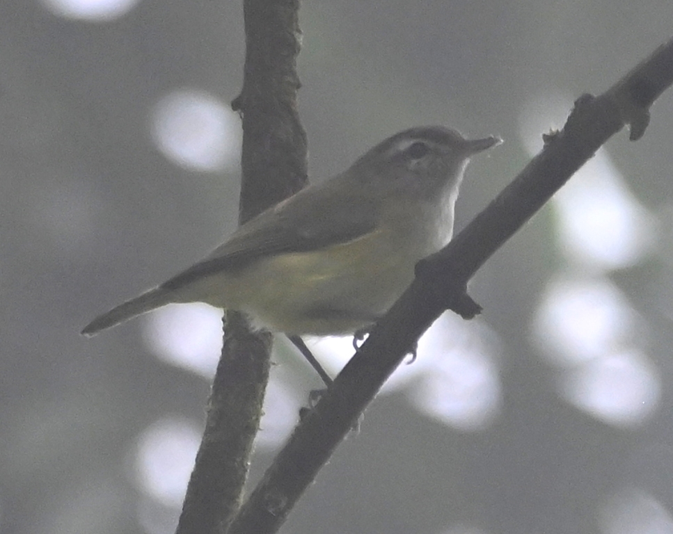 DSC_4415b.jpg