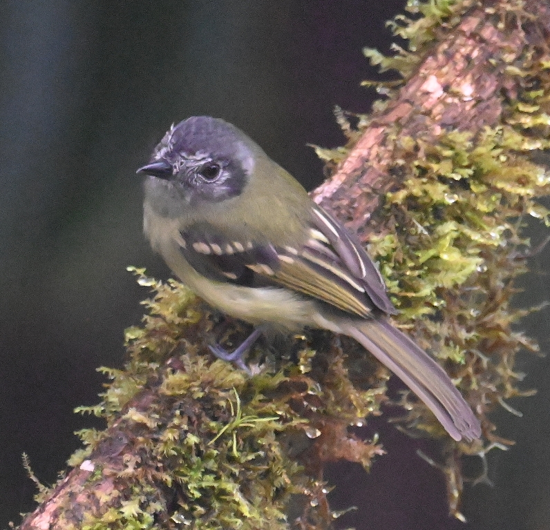 DSC_4469b.jpg