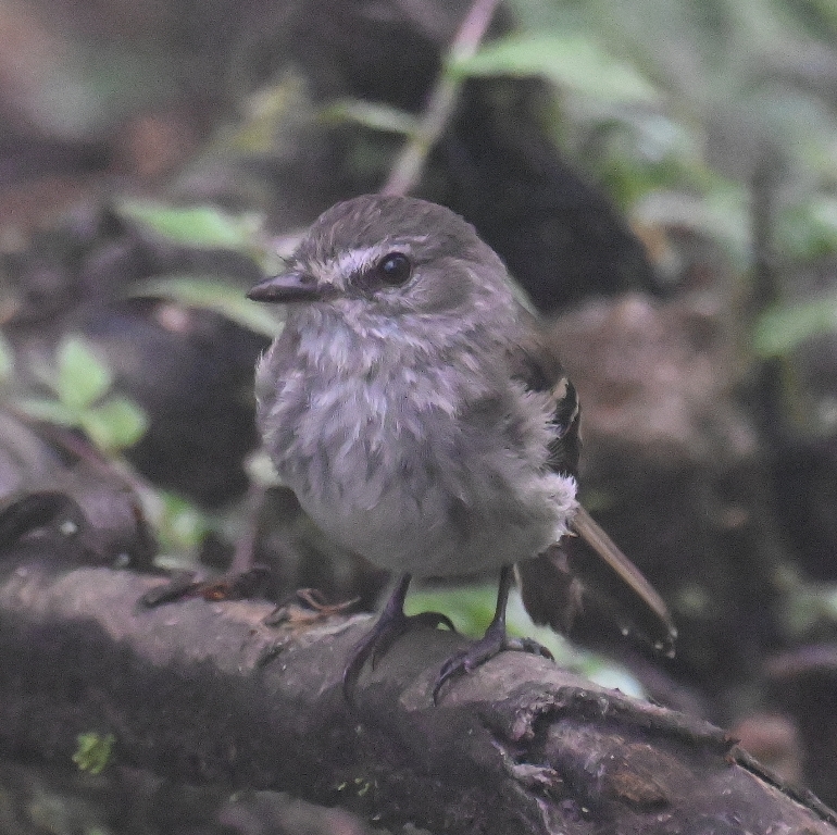 DSC_4476b.jpg