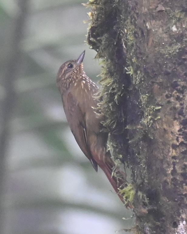 DSC_4531b.jpg