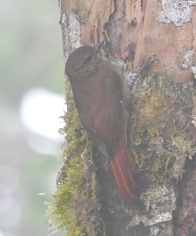 DSC_4539b.jpg