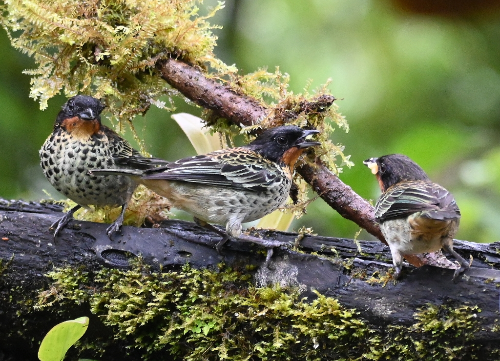 DSC_4588b.jpg