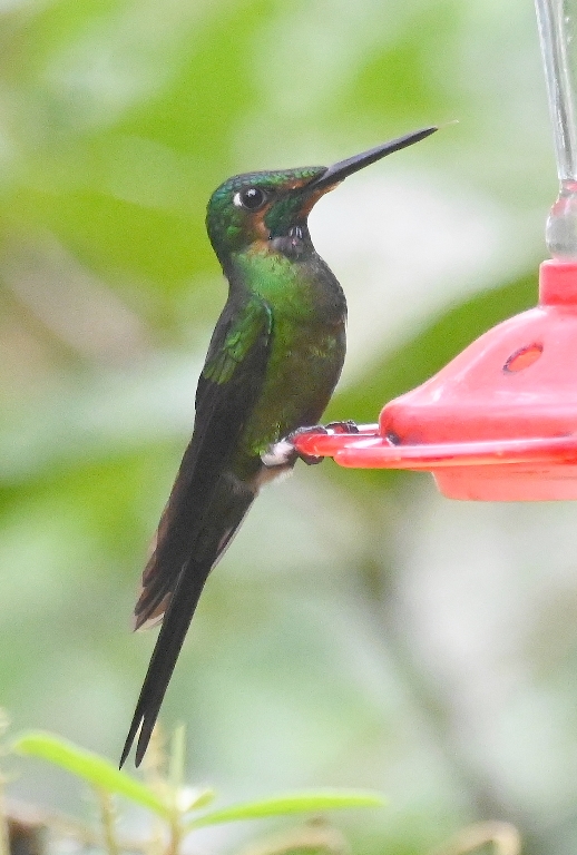 DSC_4628b.jpg
