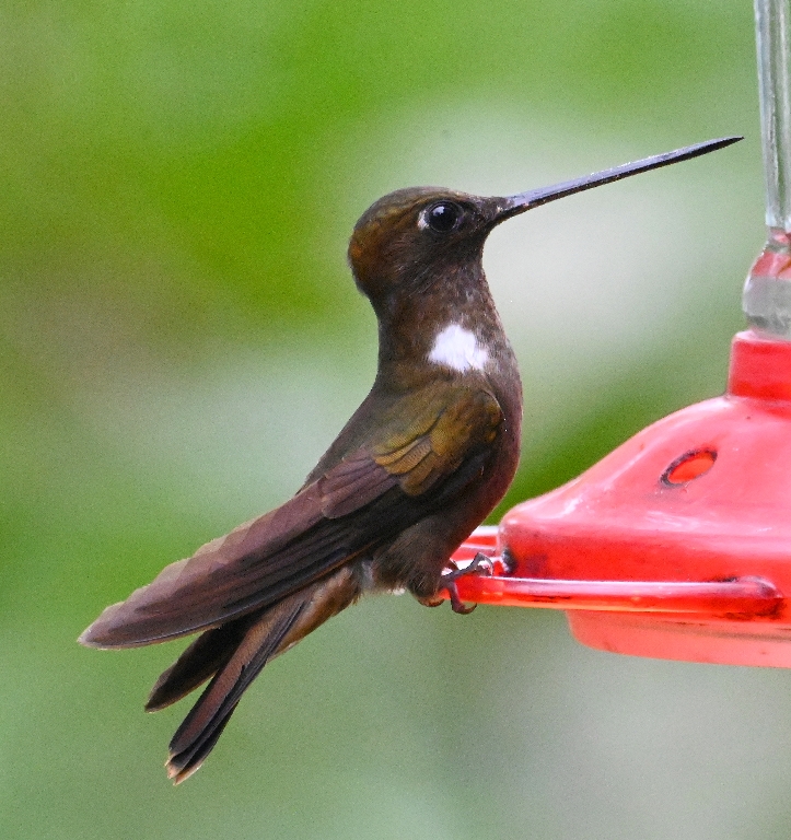 DSC_4633b.jpg