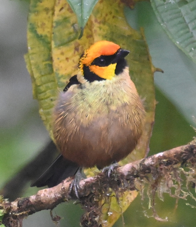 DSC_4663b.jpg