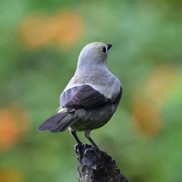 DSC_4823b.jpg