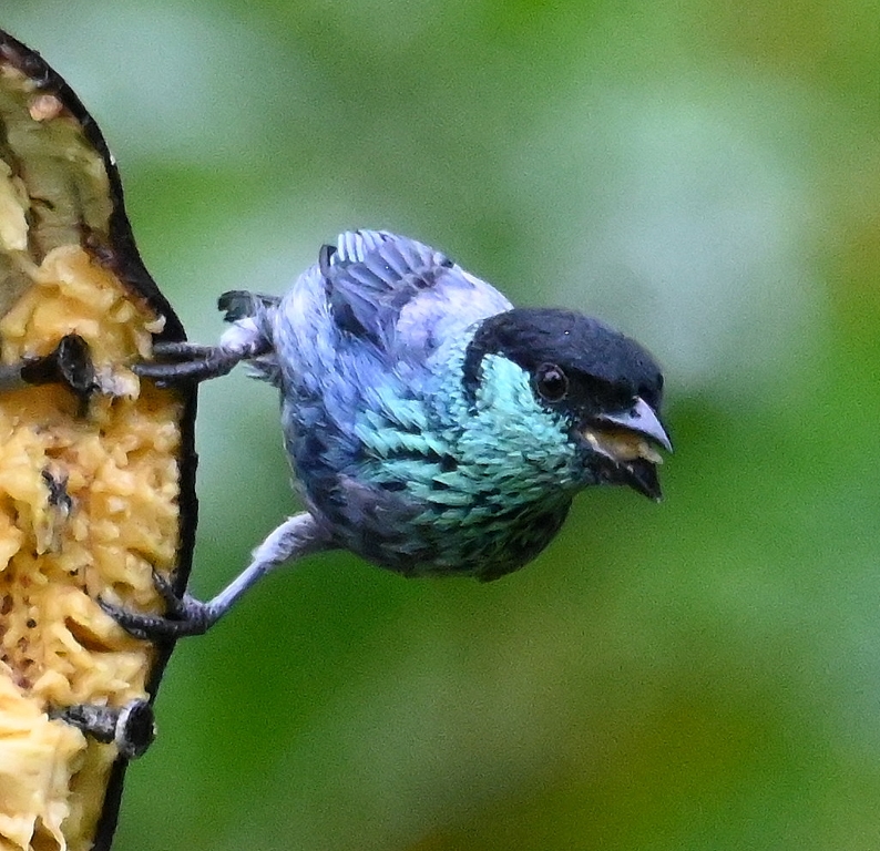 DSC_4833b.jpg