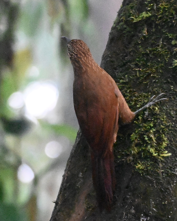 DSC_4957b.jpg