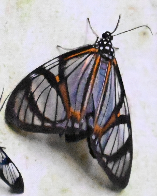 DSC_4962b.jpg