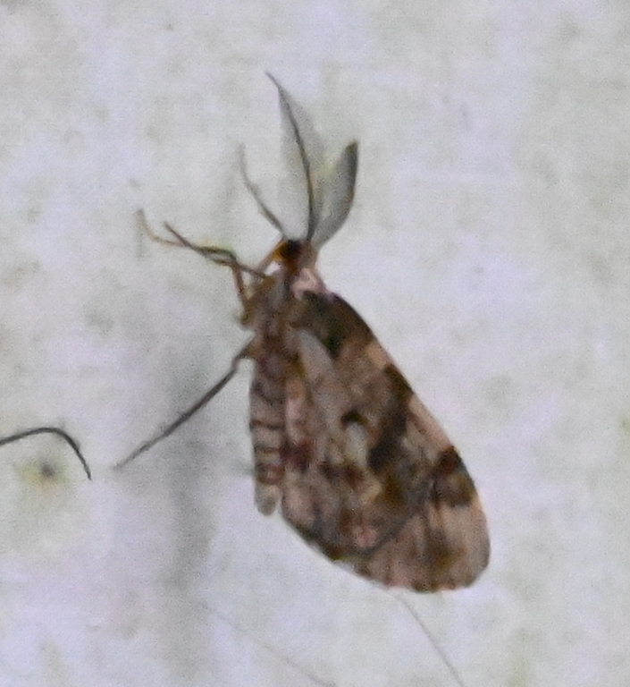 DSC_4963b.jpg