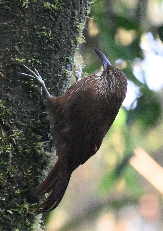 DSC_4982b.jpg