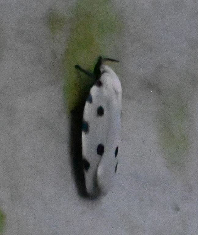 DSC_5000b.jpg