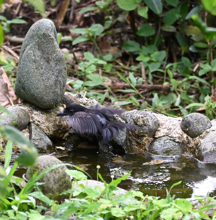 DSC_5561b.jpg