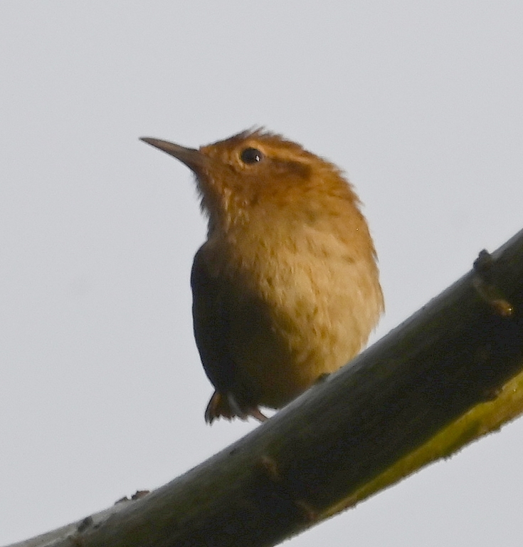 DSC_5775b.jpg