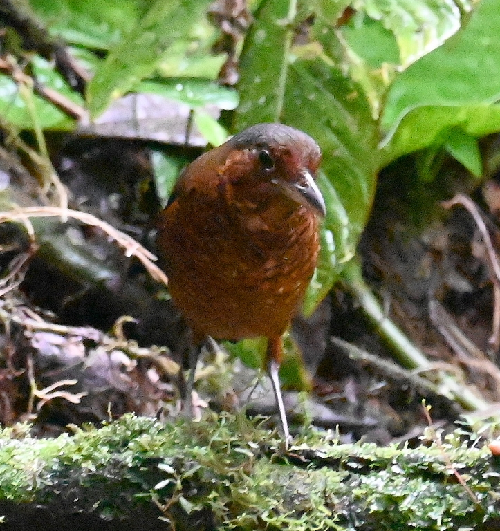 DSC_5869b.jpg