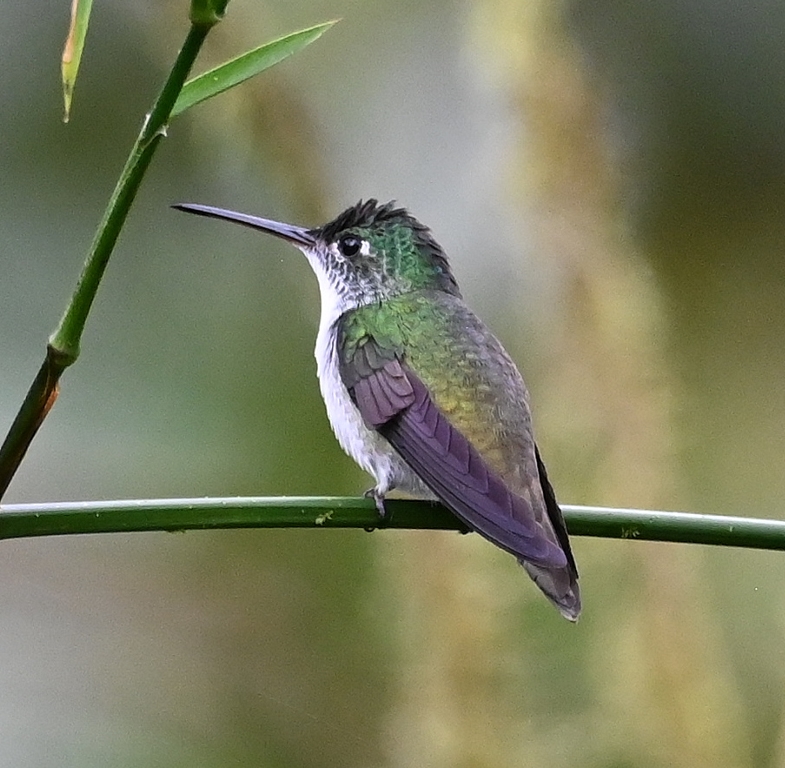 DSC_6032b.jpg