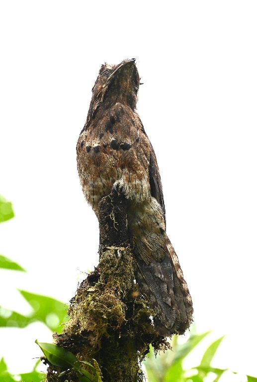DSC_6055b.jpg