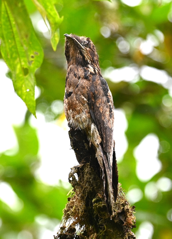 DSC_6069b.jpg
