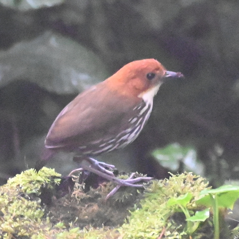 DSC_6094b.jpg