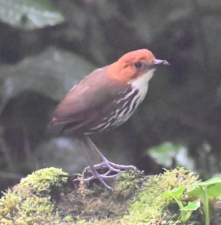 DSC_6096b.jpg