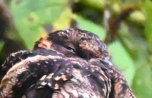 DSC_6123b.jpg
