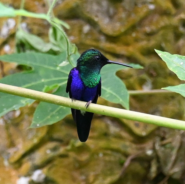 DSC_6174b.jpg